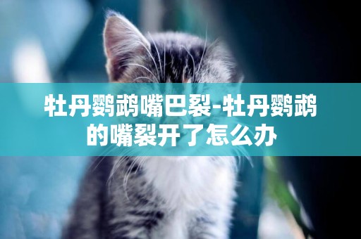 牡丹鸚鵡嘴巴裂-牡丹鸚鵡的嘴裂開了怎么辦