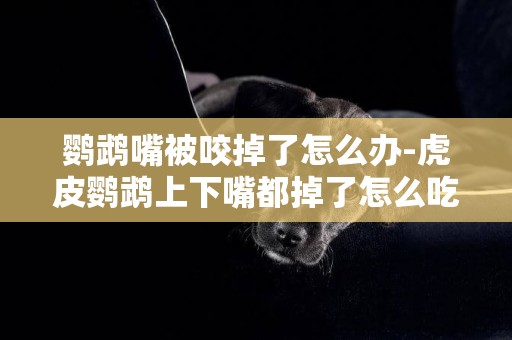 鸚鵡嘴被咬掉了怎么辦-虎皮鸚鵡上下嘴都掉了怎么吃東西