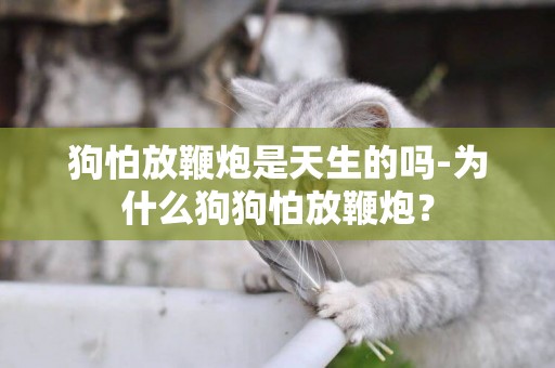 狗怕放鞭炮是天生的嗎-為什么狗狗怕放鞭炮？