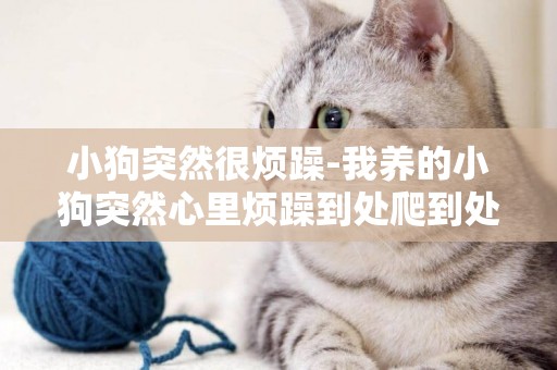 小狗突然很煩躁-我養的小狗突然心里煩躁到處爬到處亂轉