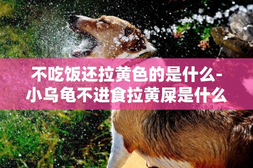 不吃飯還拉黃色的是什么-小烏龜不進食拉黃屎是什么情況