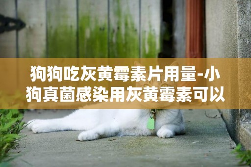 狗狗吃灰黃霉素片用量-小狗真菌感染用灰黃霉素可以嗎