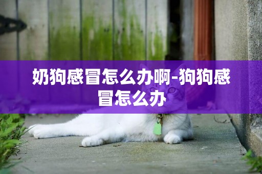 奶狗感冒怎么辦啊-狗狗感冒怎么辦