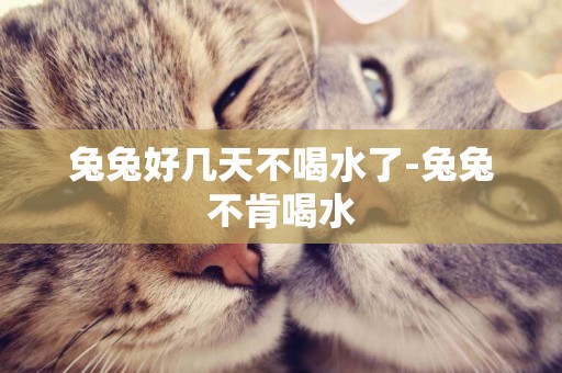 兔兔好幾天不喝水了-兔兔不肯喝水