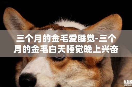 三個月的金毛愛睡覺-三個月的金毛白天睡覺晚上興奮