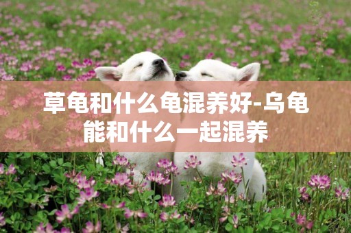 草龜和什么龜混養好-烏龜能和什么一起混養