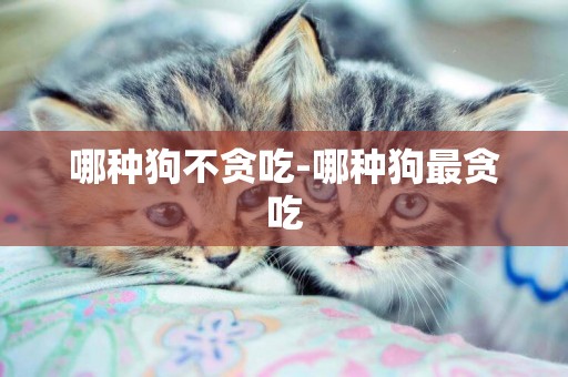 哪種狗不貪吃-哪種狗最貪吃