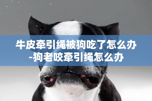 牛皮牽引繩被狗吃了怎么辦-狗老咬牽引繩怎么辦