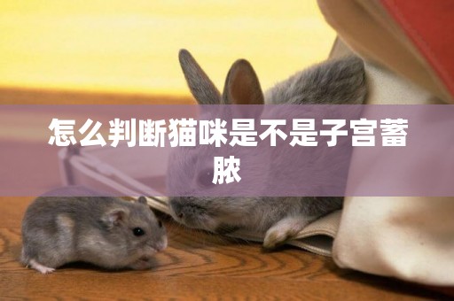 怎么判斷貓咪是不是子宮蓄膿