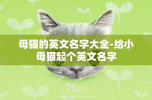 母貓的英文名字大全-給小母貓起個英文名字