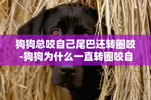 狗狗總咬自己尾巴還轉圈咬-狗狗為什么一直轉圈咬自己的尾巴？