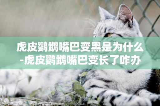 虎皮鸚鵡嘴巴變黑是為什么-虎皮鸚鵡嘴巴變長了咋辦