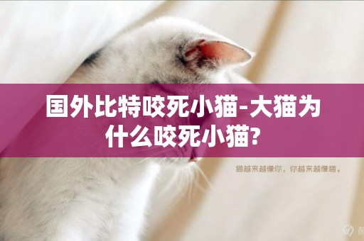 國外比特咬死小貓-大貓為什么咬死小貓?