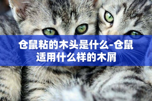 倉鼠粘的木頭是什么-倉鼠適用什么樣的木屑
