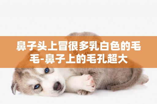 鼻子頭上冒很多乳白色的毛毛-鼻子上的毛孔超大