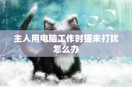 主人用電腦工作時貓來打擾怎么辦