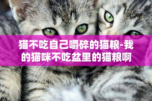 貓不吃自己嚼碎的貓糧-我的貓咪不吃盆里的貓糧啊