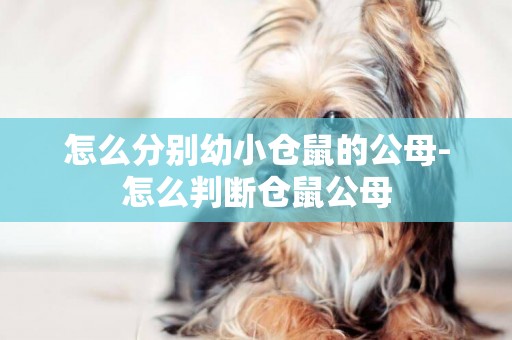 怎么分別幼小倉鼠的公母-怎么判斷倉鼠公母