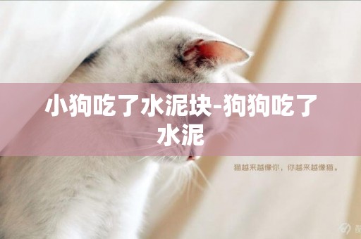 小狗吃了水泥塊-狗狗吃了水泥
