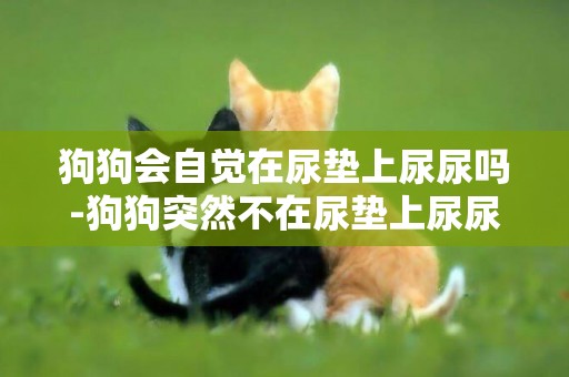 狗狗會自覺在尿墊上尿尿嗎-狗狗突然不在尿墊上尿尿了