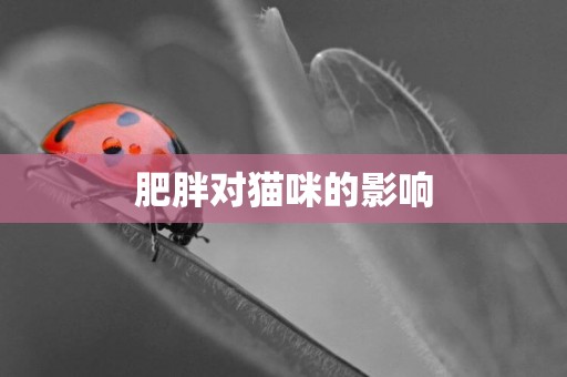 肥胖對貓咪的影響