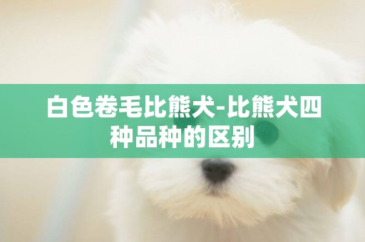 白色卷毛比熊犬-比熊犬四種品種的區別