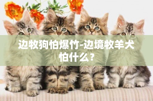 邊牧狗怕爆竹-邊境牧羊犬怕什么？