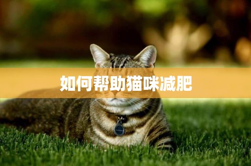 如何幫助貓咪減肥