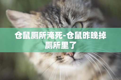 倉鼠廁所淹死-倉鼠昨晚掉廁所里了
