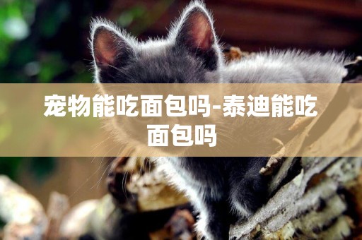 寵物能吃面包嗎-泰迪能吃面包嗎