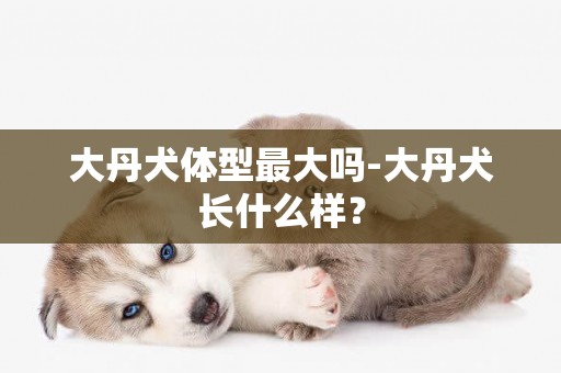 大丹犬體型最大嗎-大丹犬長什么樣？