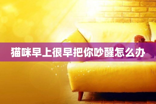 貓咪早上很早把你吵醒怎么辦