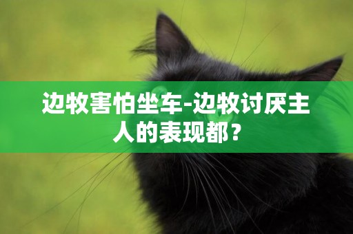 邊牧害怕坐車-邊牧討厭主人的表現都？