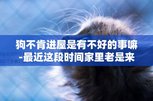 狗不肯進屋是有不好的事嘛-最近這段時間家里老是來狗