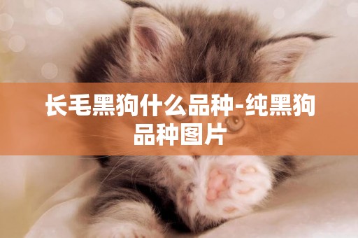 長毛黑狗什么品種-純黑狗品種圖片