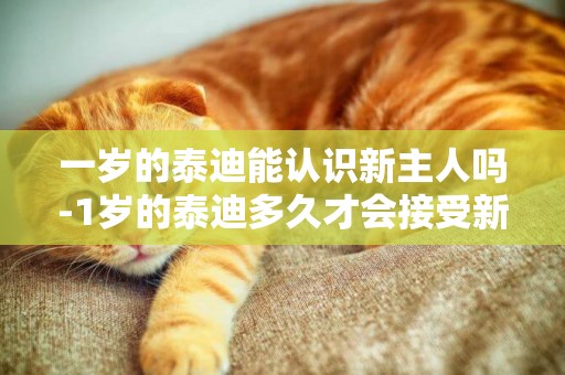 一歲的泰迪能認識新主人嗎-1歲的泰迪多久才會接受新主人