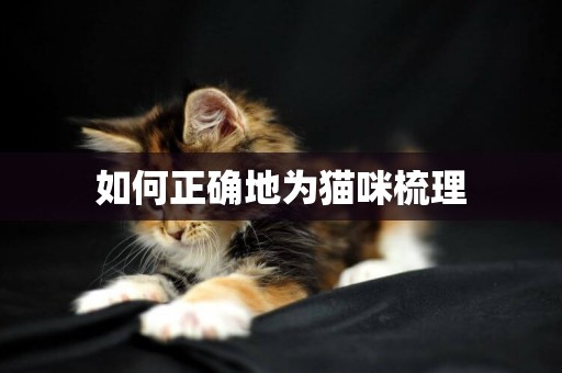 如何正確地為貓咪梳理