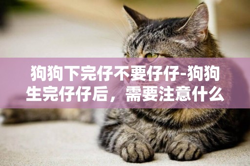 狗狗下完仔不要仔仔-狗狗生完仔仔后，需要注意什么？