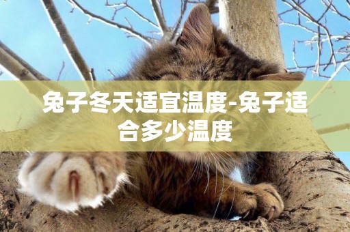 兔子冬天適宜溫度-兔子適合多少溫度
