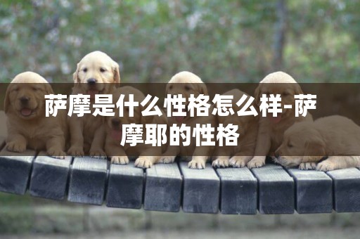 薩摩是什么性格怎么樣-薩摩耶的性格