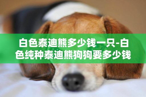 白色泰迪熊多少錢一只-白色純種泰迪熊狗狗要多少錢？