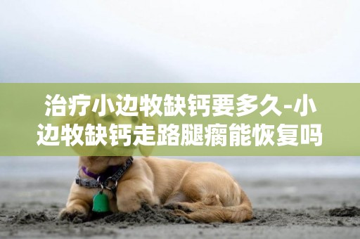 治療小邊牧缺鈣要多久-小邊牧缺鈣走路腿瘸能恢復嗎?