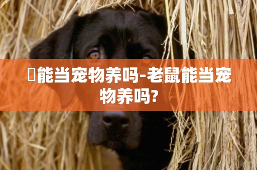 獴能當寵物養嗎-老鼠能當寵物養嗎?