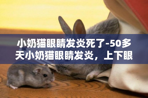 小奶貓眼睛發炎死了-50多天小奶貓眼睛發炎，上下眼瞼發紅