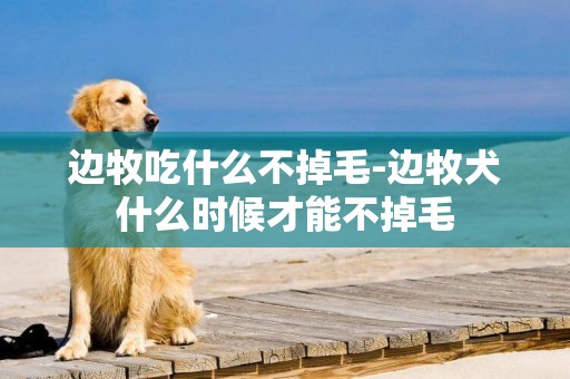 邊牧吃什么不掉毛-邊牧犬什么時候才能不掉毛
