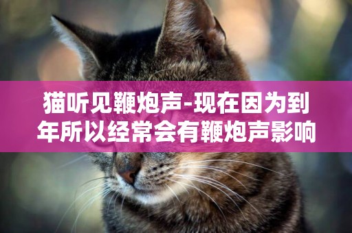 貓聽見鞭炮聲-現在因為到年所以經常會有鞭炮聲影響到母貓