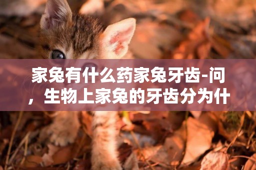 家兔有什么藥家兔牙齒-問，生物上家兔的牙齒分為什么？