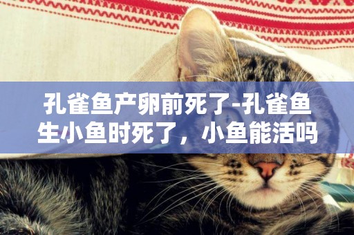 孔雀魚產卵前死了-孔雀魚生小魚時死了，小魚能活嗎？