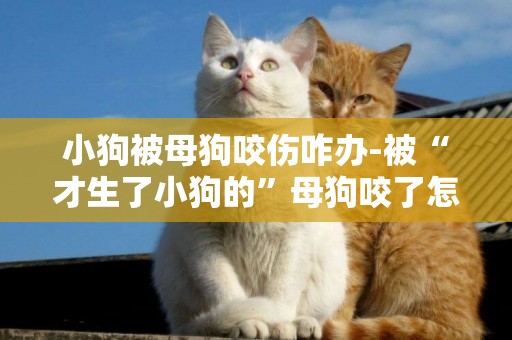 小狗被母狗咬傷咋辦-被“才生了小狗的”母狗咬了怎么辦