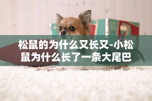 松鼠的為什么又長又-小松鼠為什么長了一條大尾巴